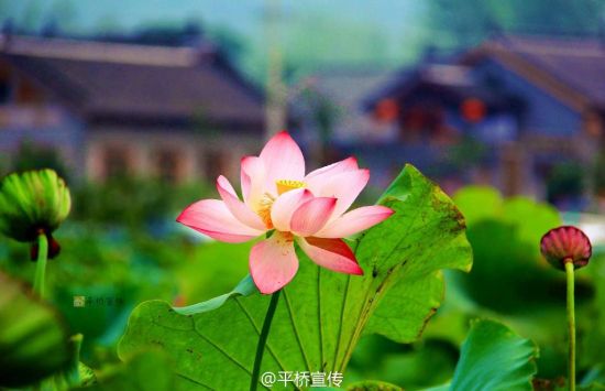 一个人的旅行 河南最适合单身出游的四大美景地